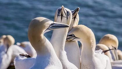 开云体育APP下载-Vitality强势DK，Vetheo打破历史纪录