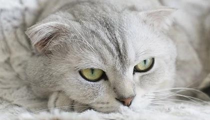 开云下载-HKA横扫JDGaming，Peanut统治全场——电竞新纪元的璀璨之夜