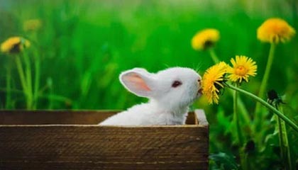 开云-法国乒乓球队血洗德国队，波尔破纪录震惊世界